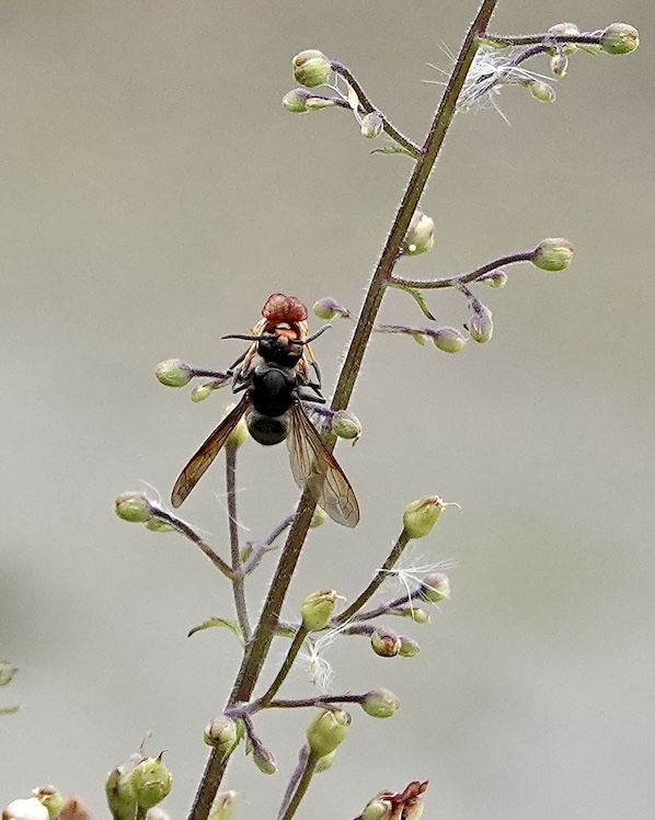 Asian hornet